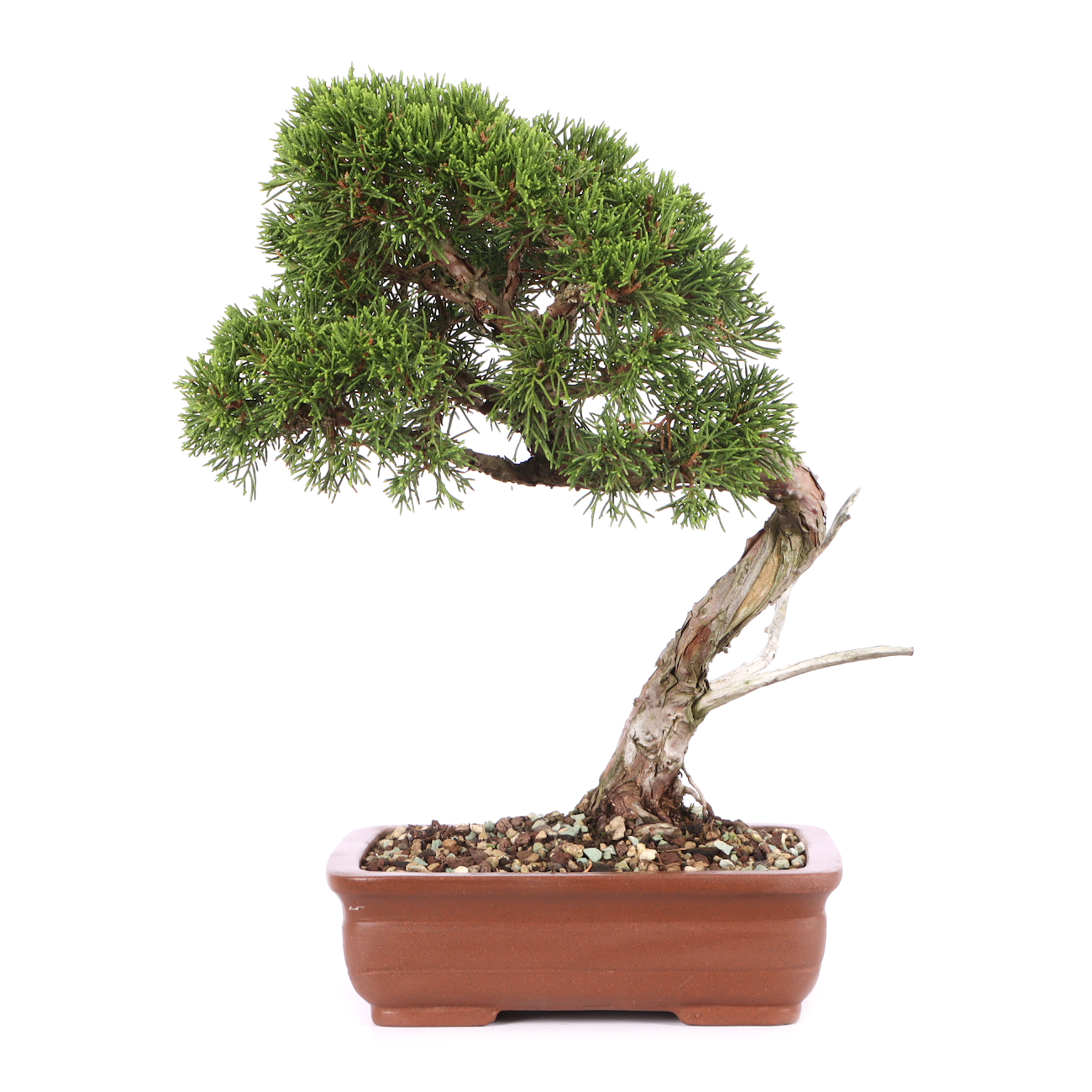 Juniperus chinensis 'Itoigawa'