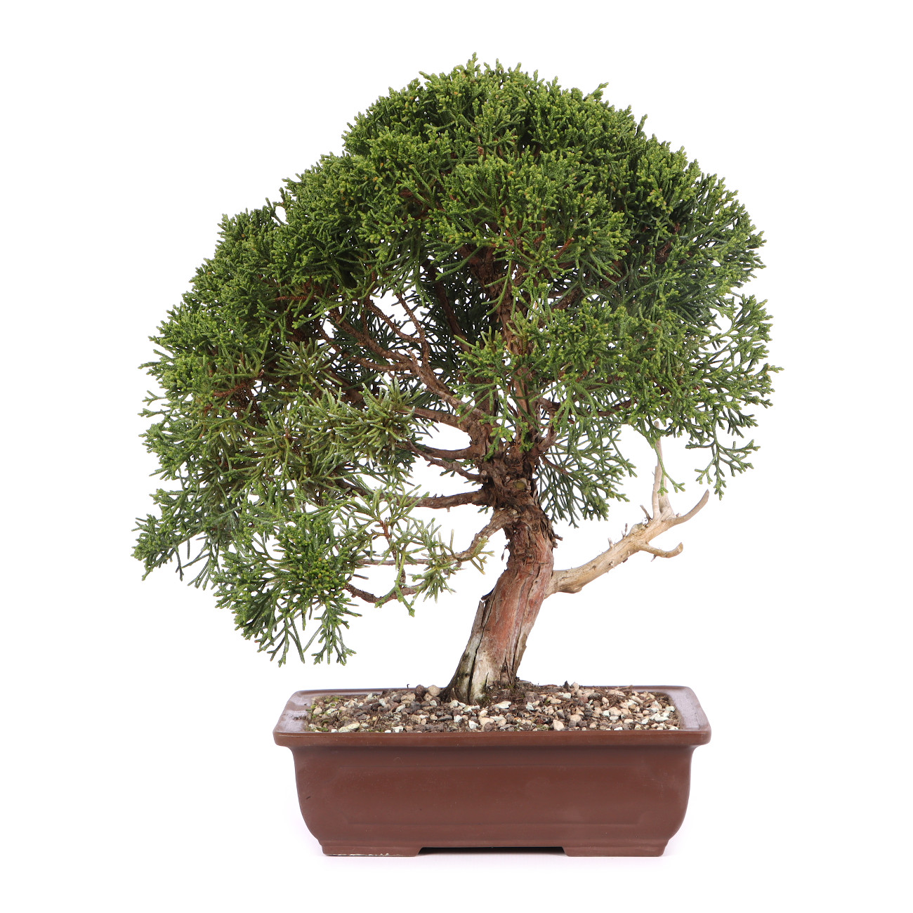 Juniperus chinensis