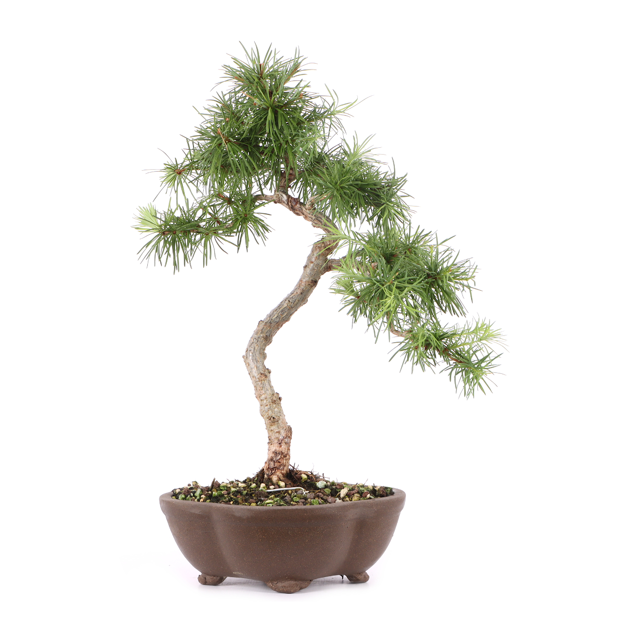 Larix kaempferi