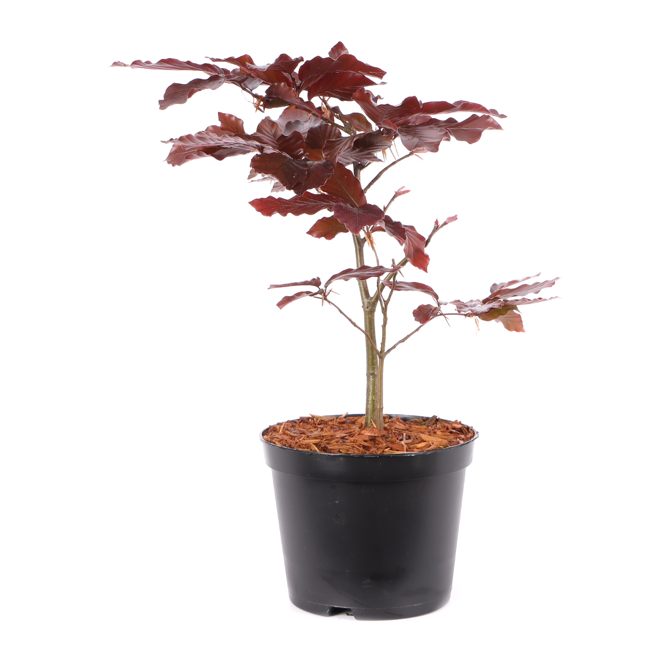 Fagus sylvatica f. purpurea