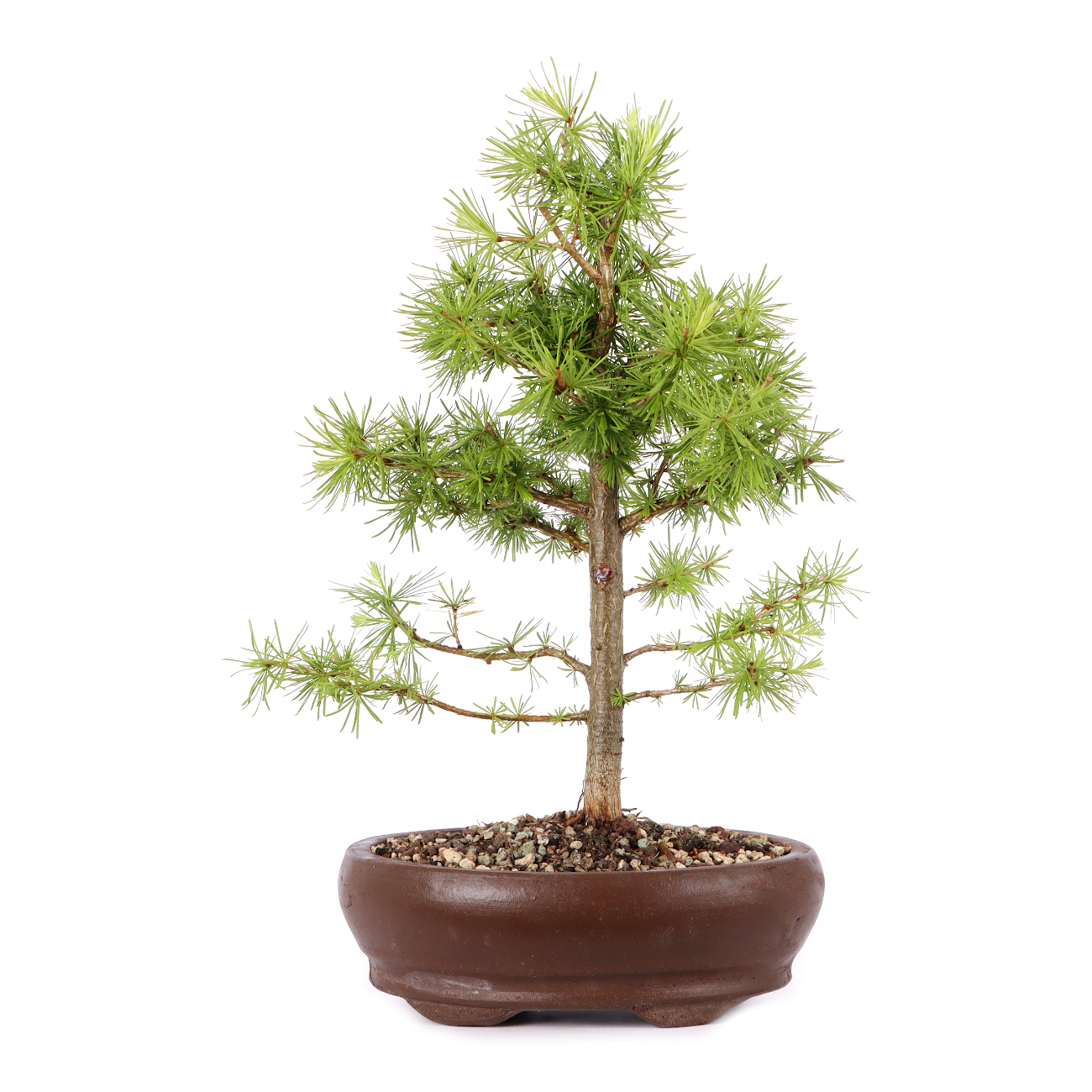 Larix decidua