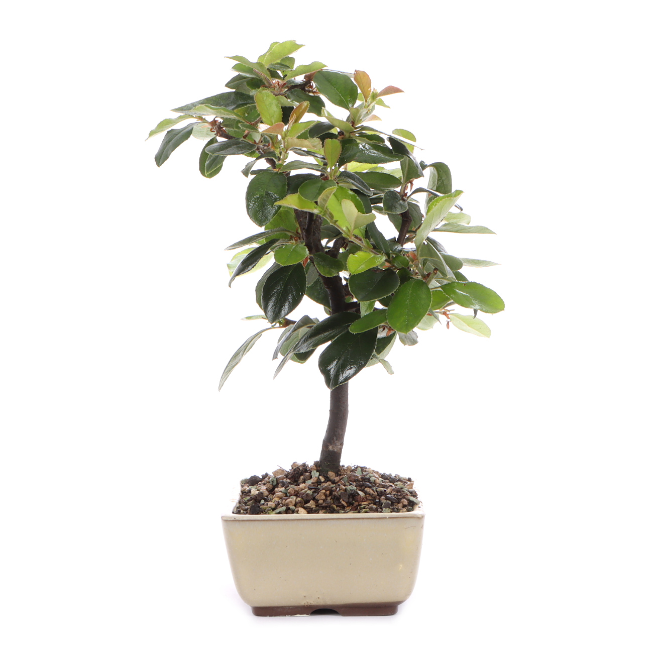 Seitenansicht rechts