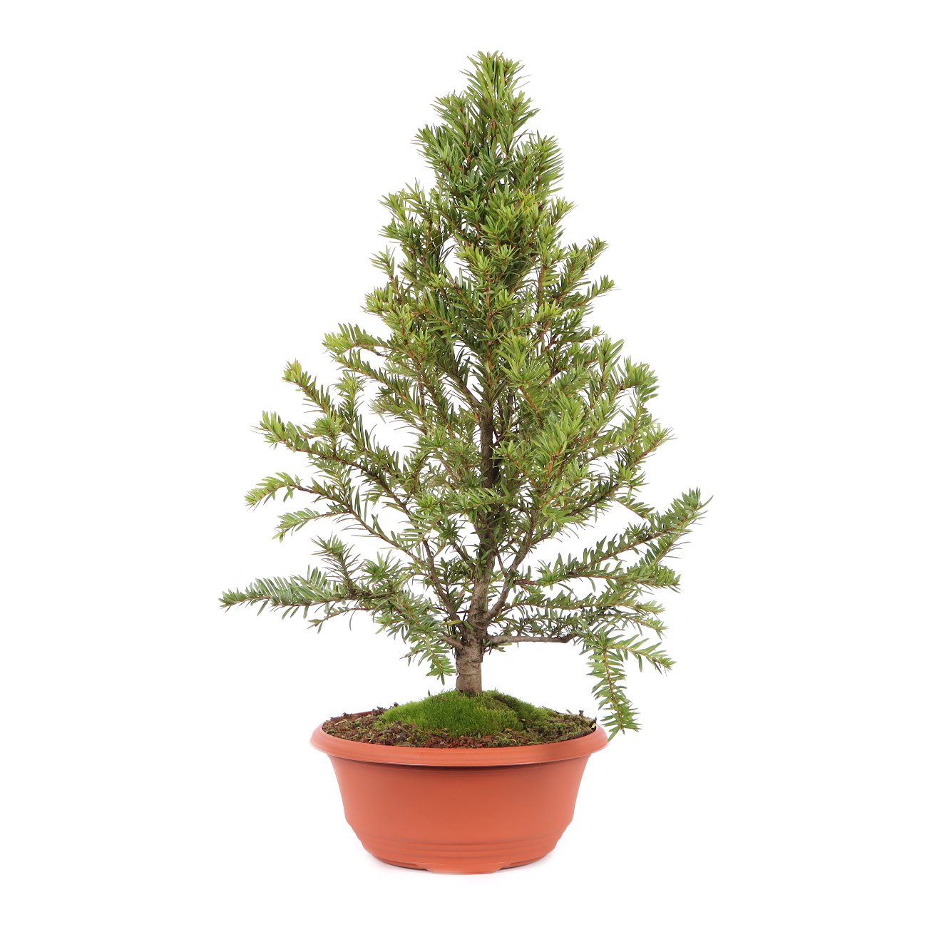 Taxus baccata