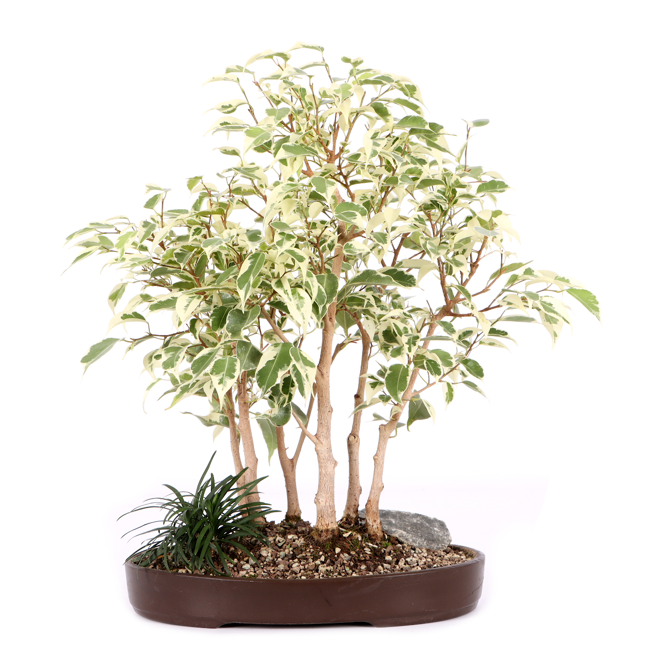 Ficus benjamina 'Starlight'