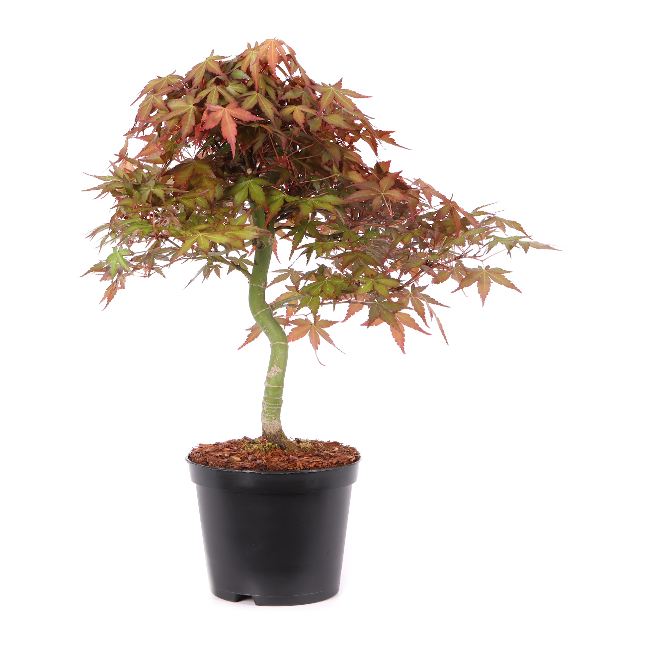 Acer palmatum