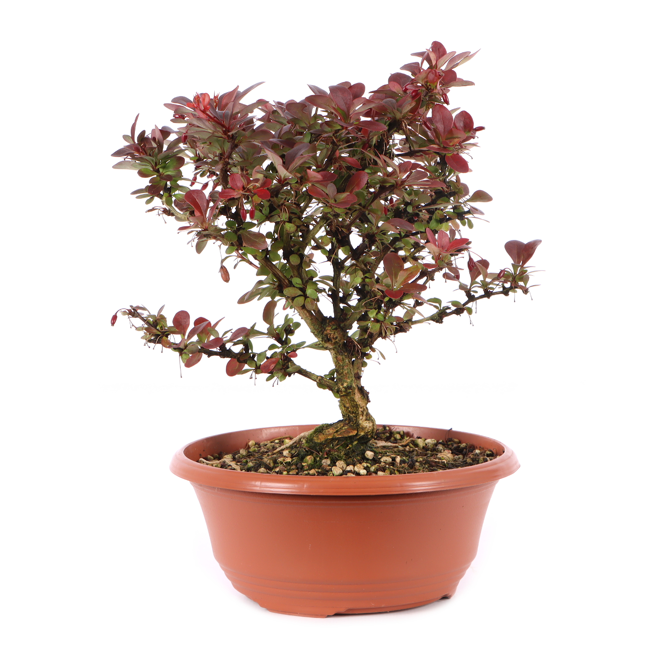 Berberis thunbergii 'Atropurpurea Nana'