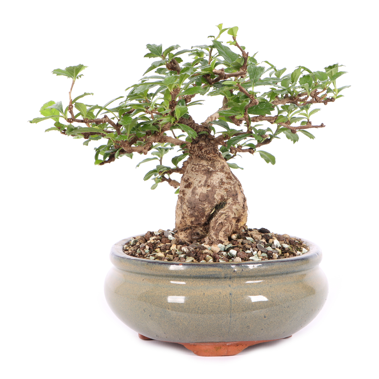 Carmona microphylla