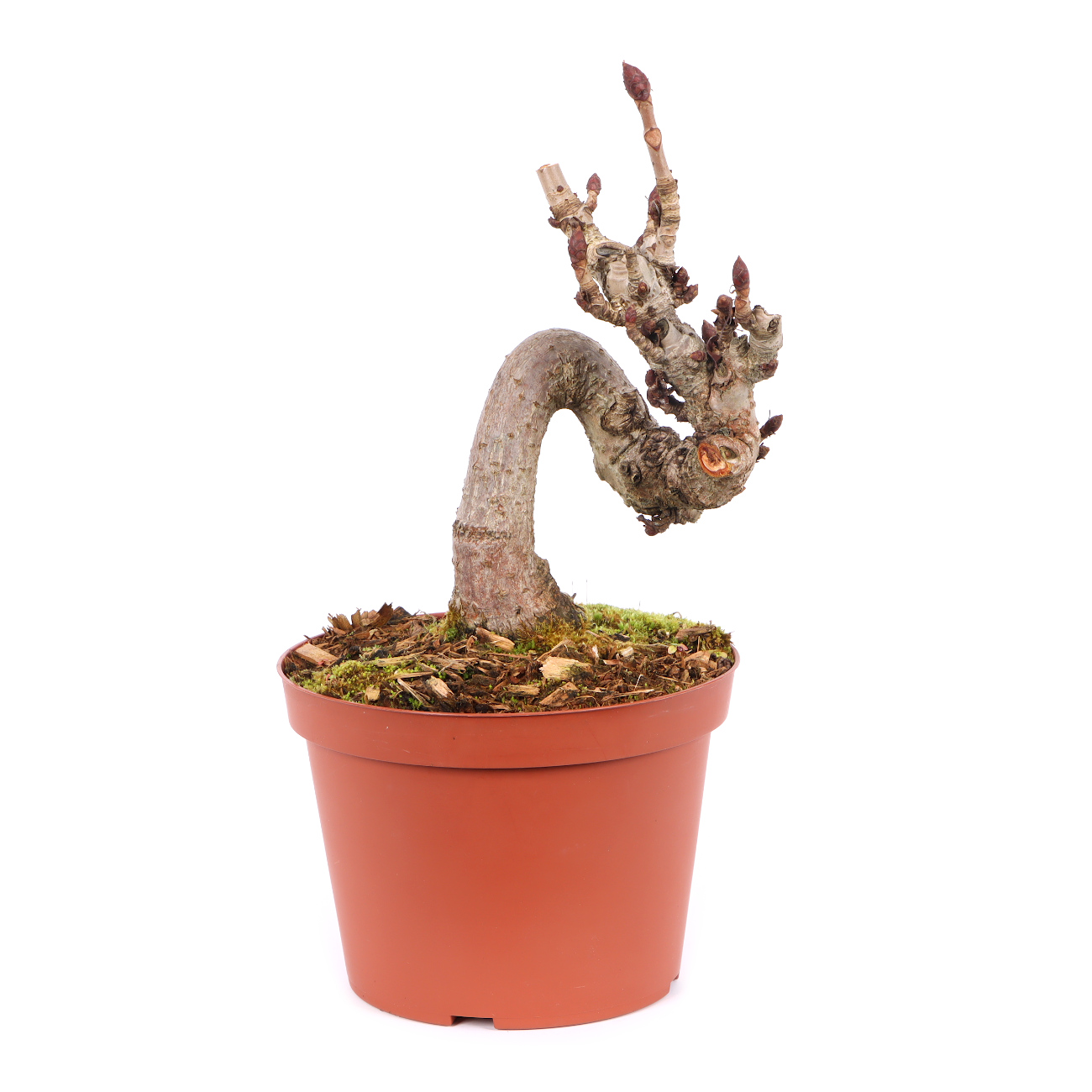 Aesculus hippocastanum