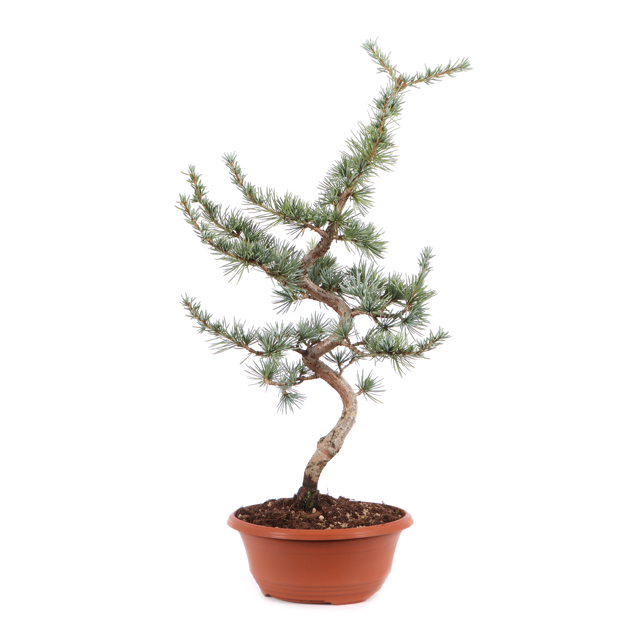 Cedrus atlantica 'Glauca'