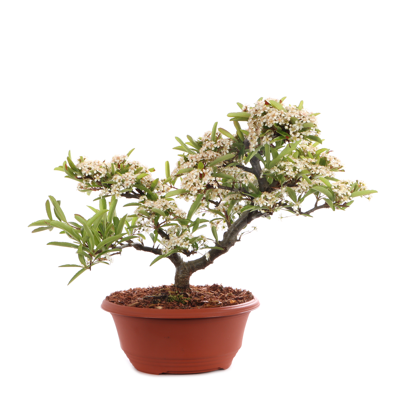 Pyracantha angustifolia