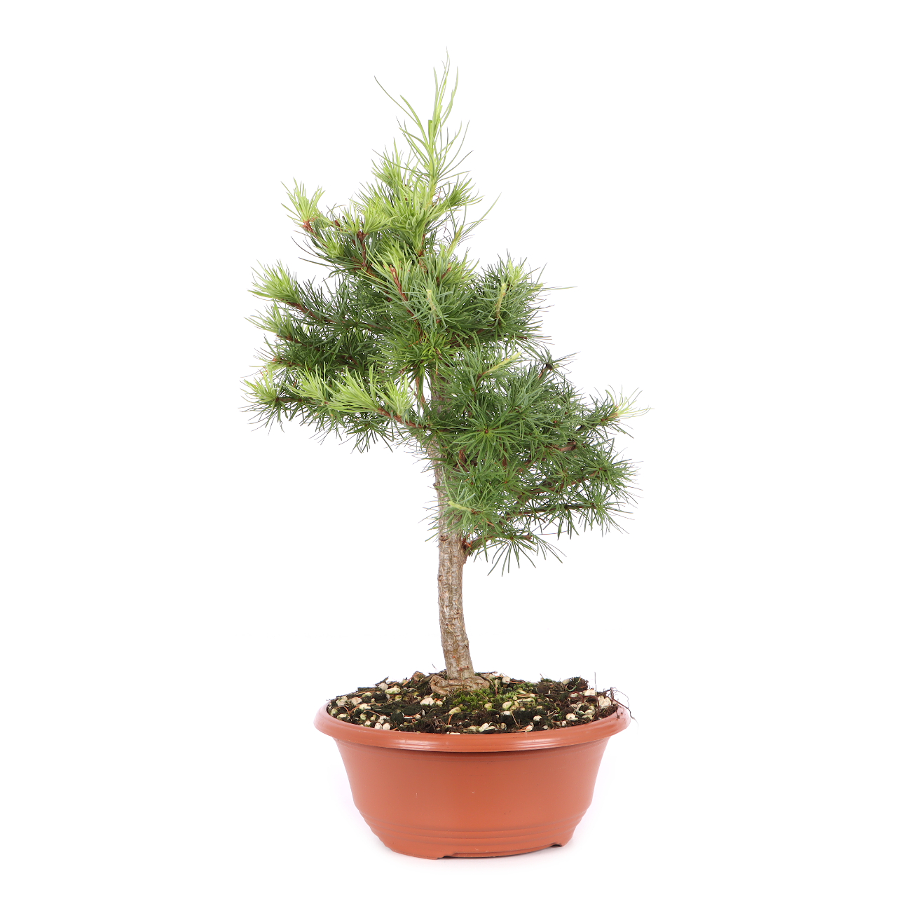 Larix kaempferi