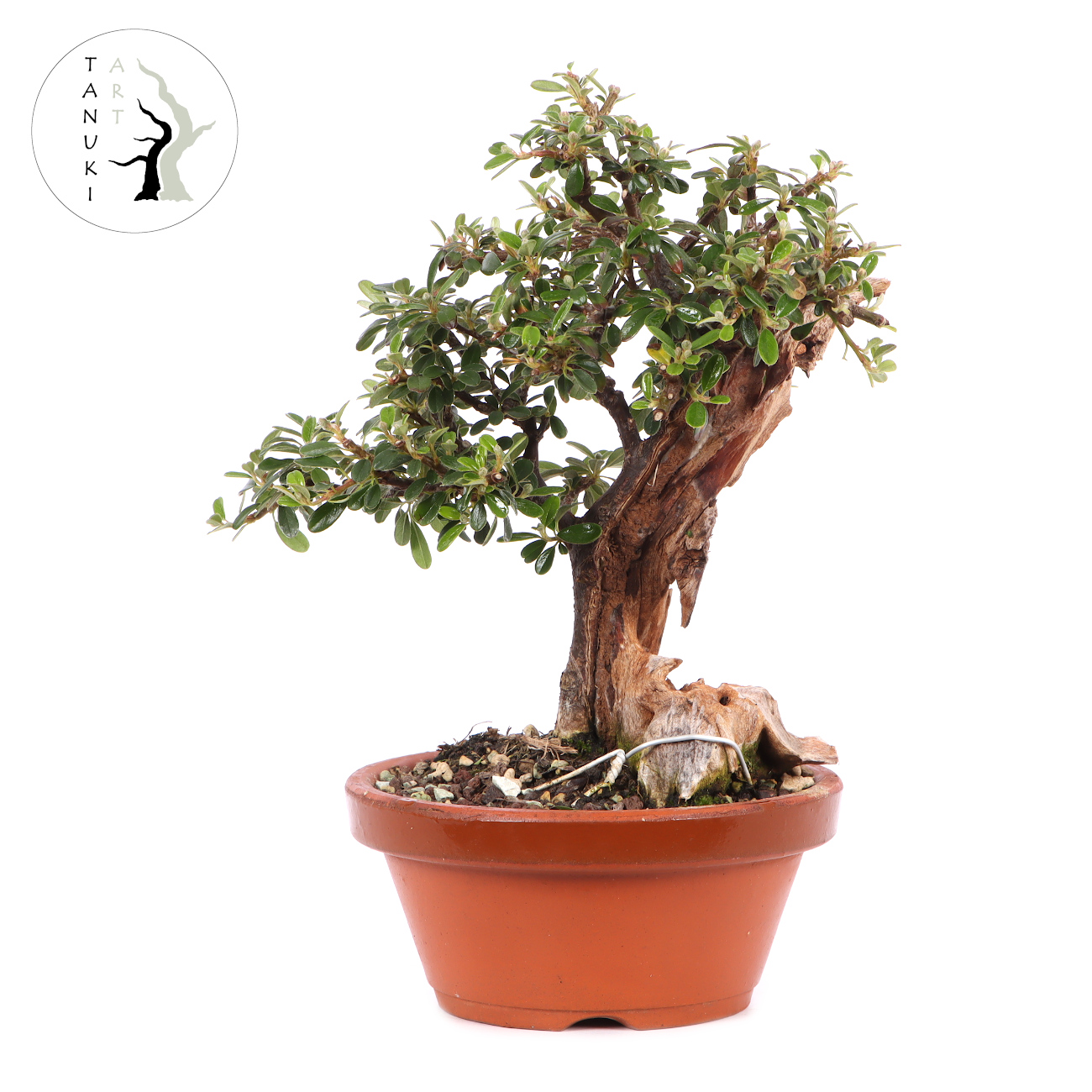 Cotoneaster dammeri 'Skogholm'