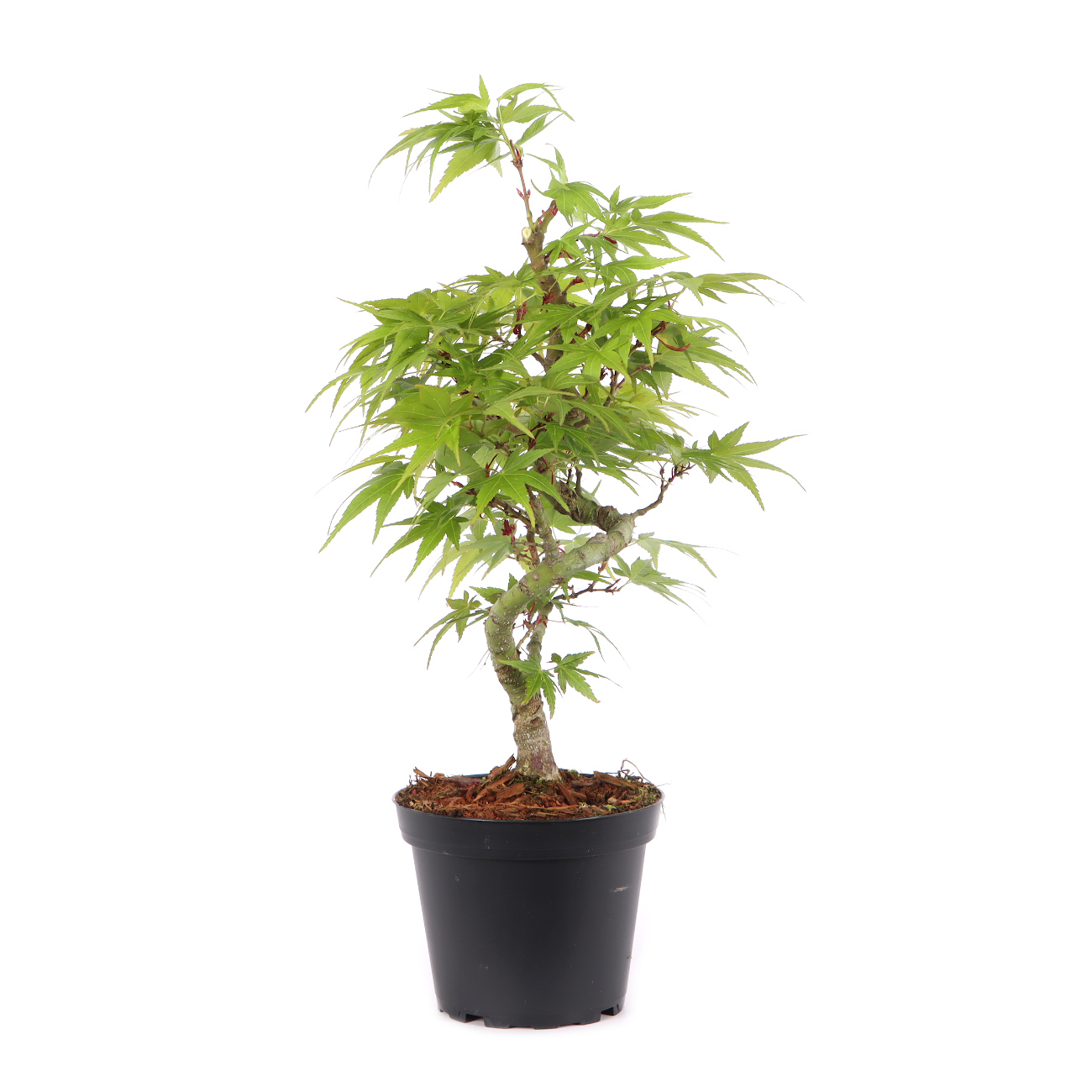 Acer palmatum 'Mikawa Yatsubusa'
