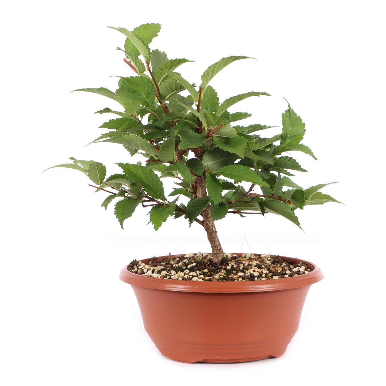 Ulmus minor var.
