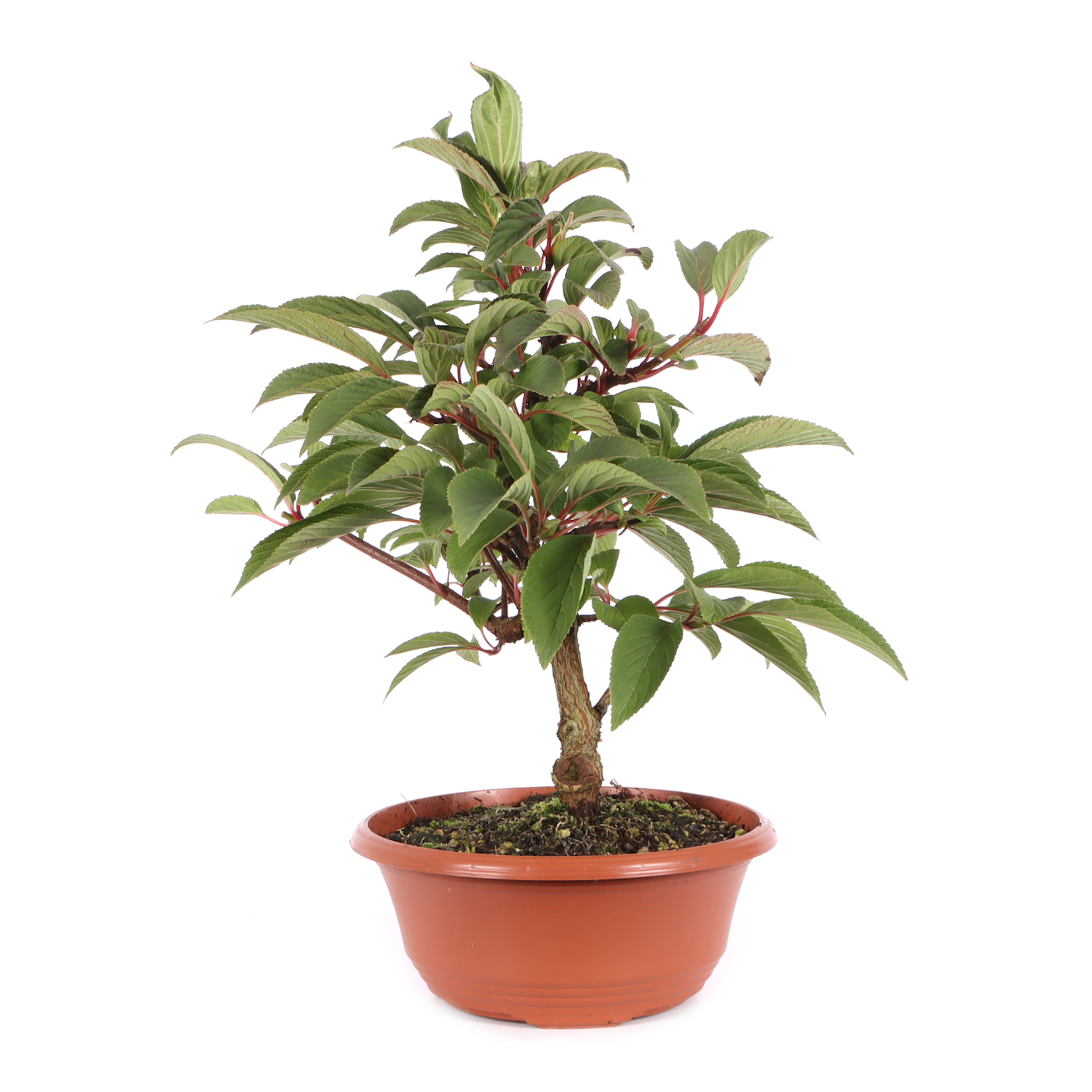 Viburnum x bodnantense 'Dawn'