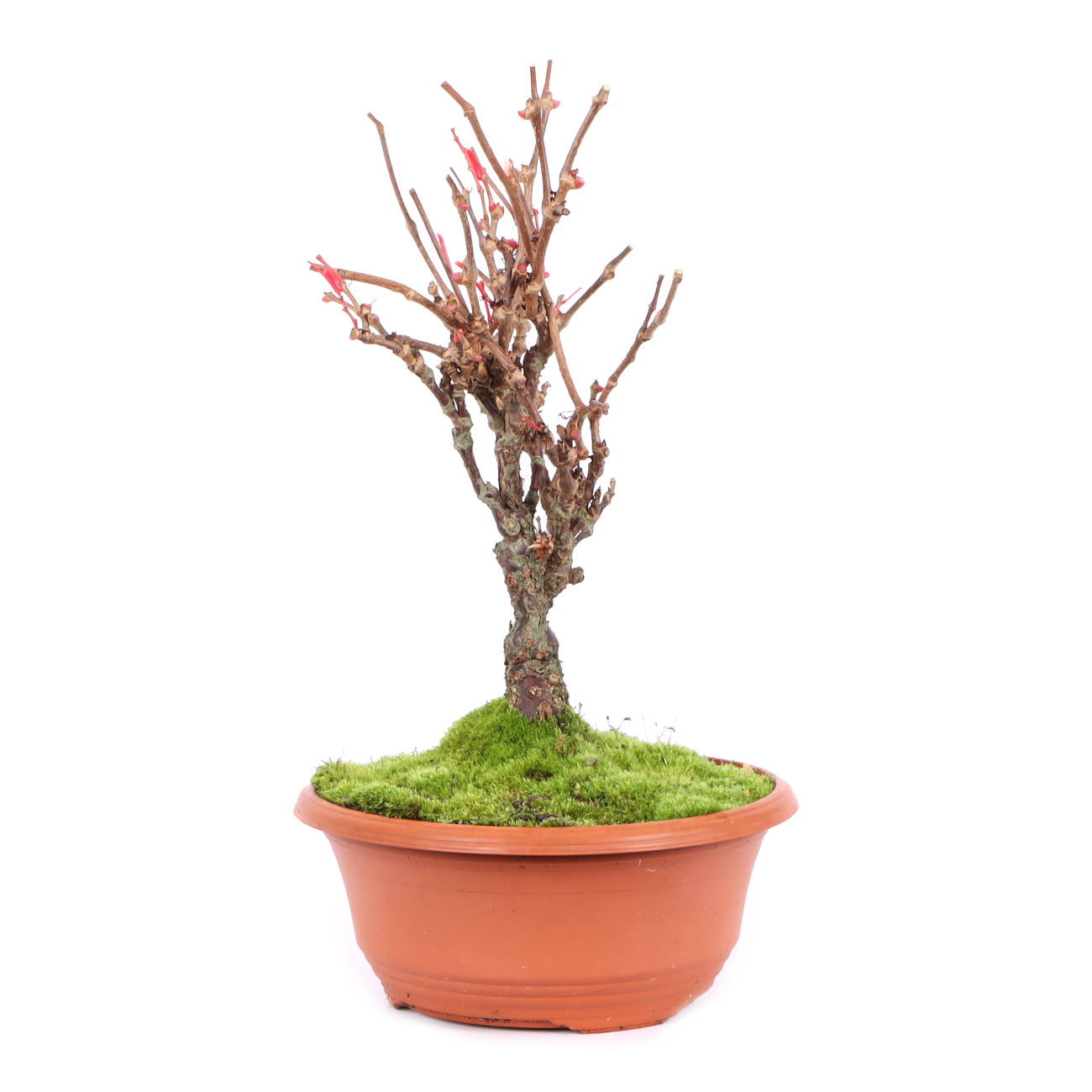 Seitenansicht rechts