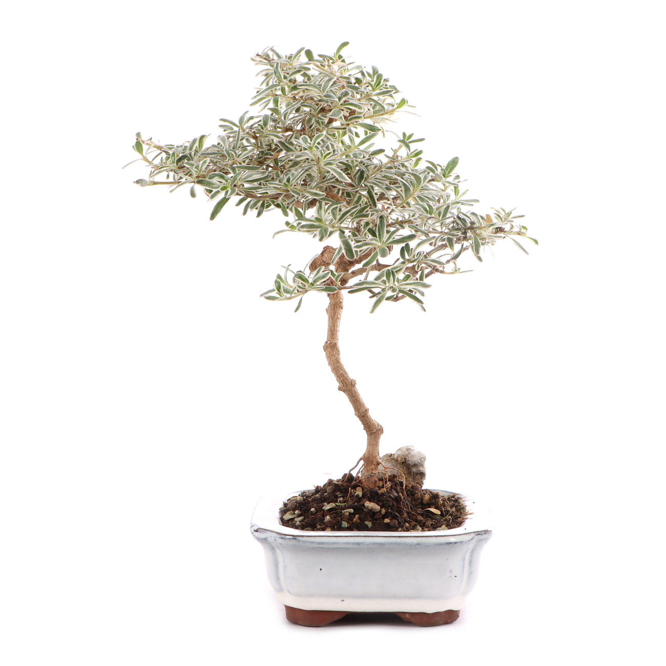 Coprosma x kirkii 'Variegata'