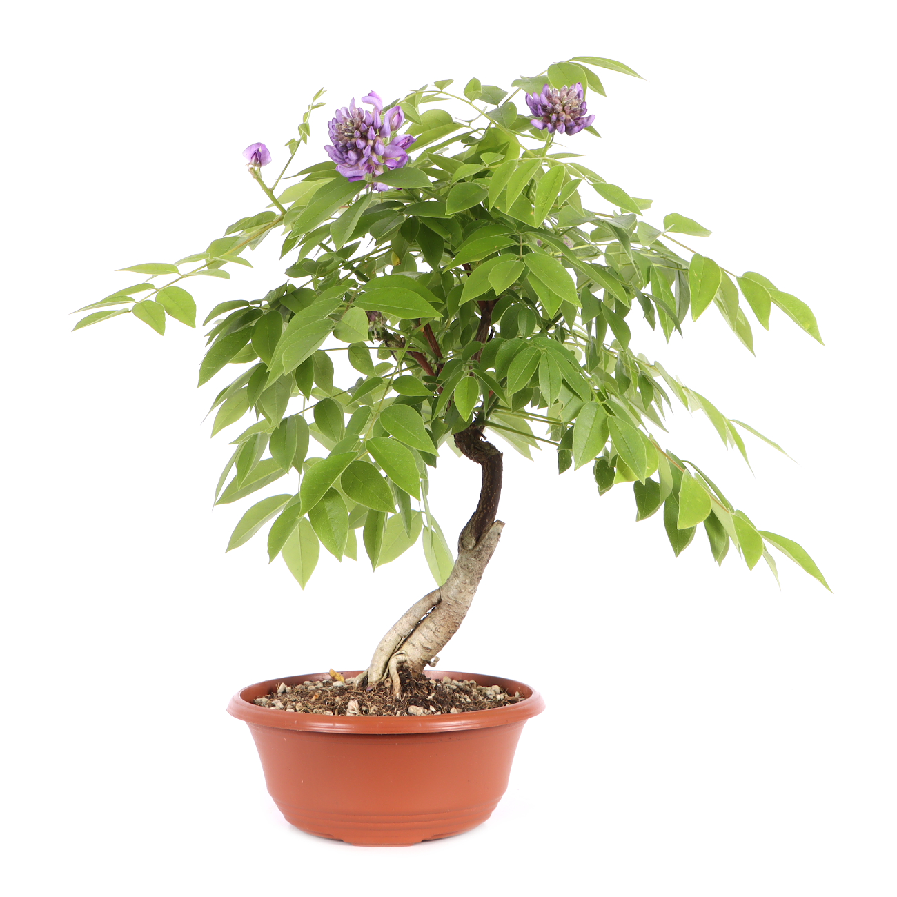 Wisteria frutescens