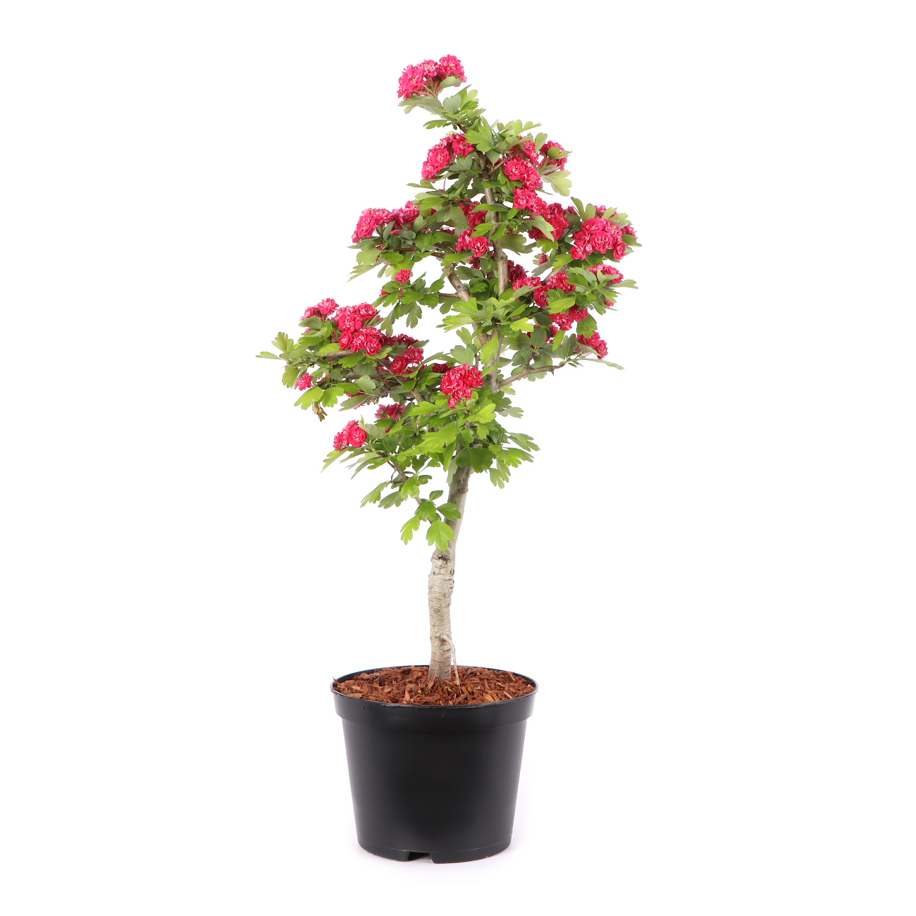 Crataegus laevigata 'Paul's Scarlet'