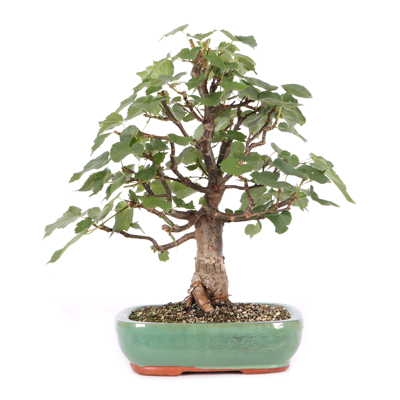 Tilia cordata