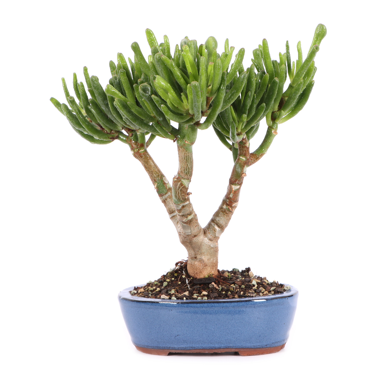 Crassula ovata 'Horn Tree'
