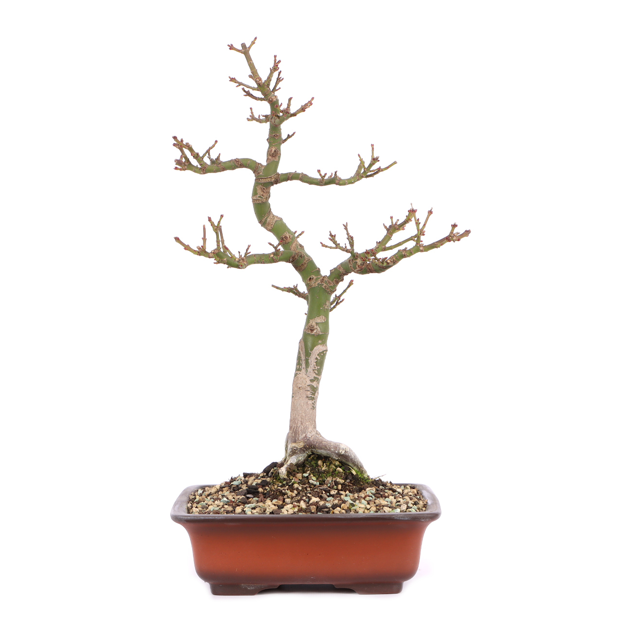 Acer palmatum 'Shishigashira'