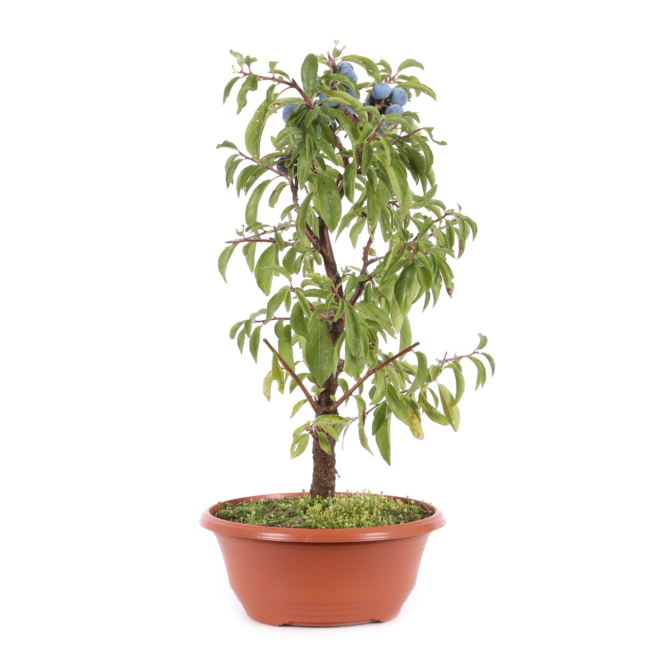 Prunus spinosa