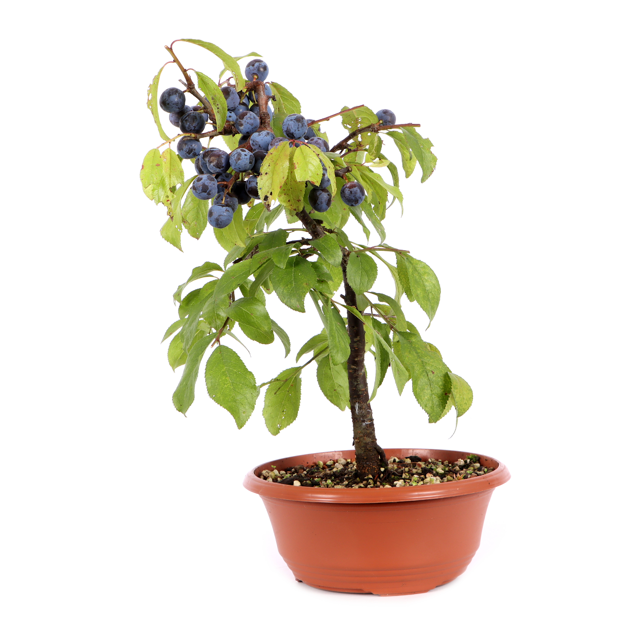 Prunus spinosa