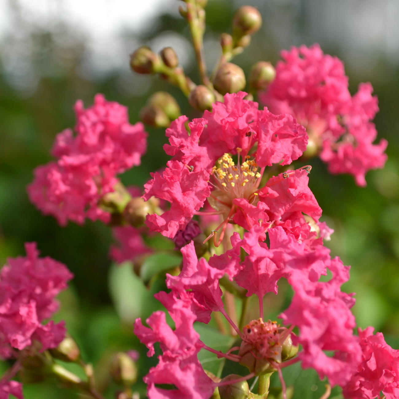 Blüte