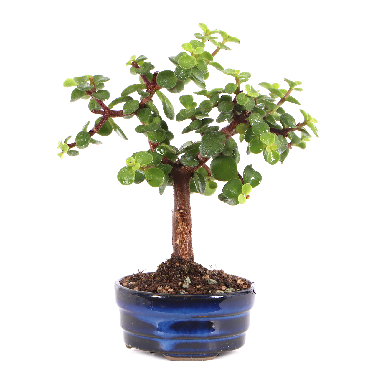 Portulacaria afra