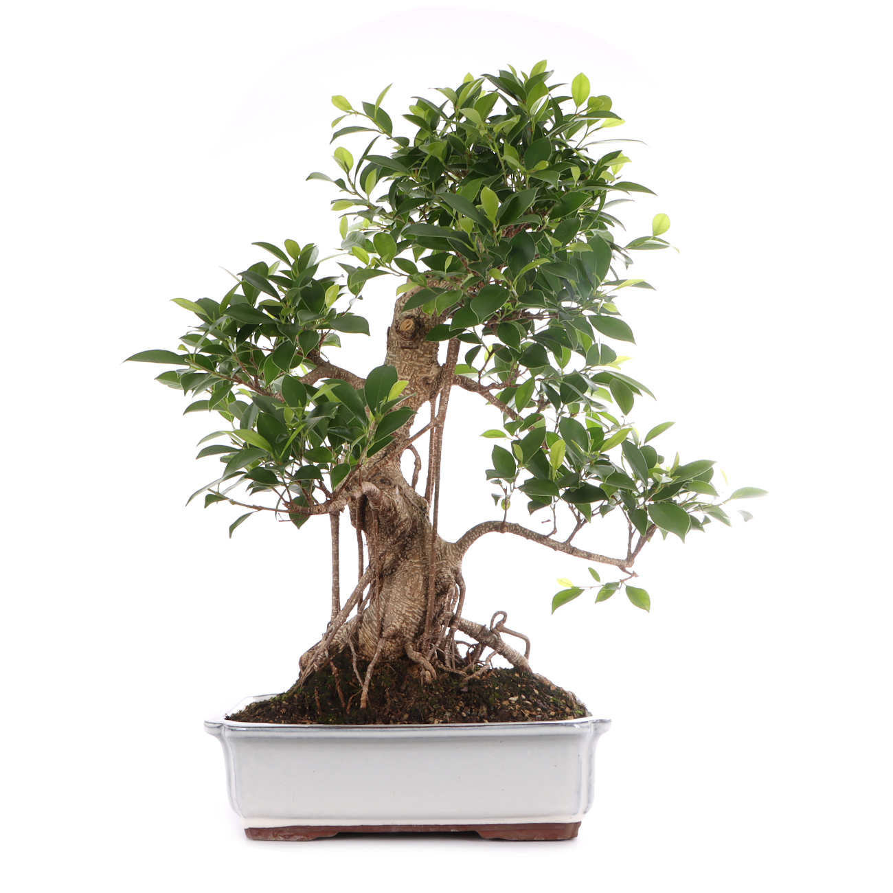 Ficus microcarpa 'Tiger Bark'
