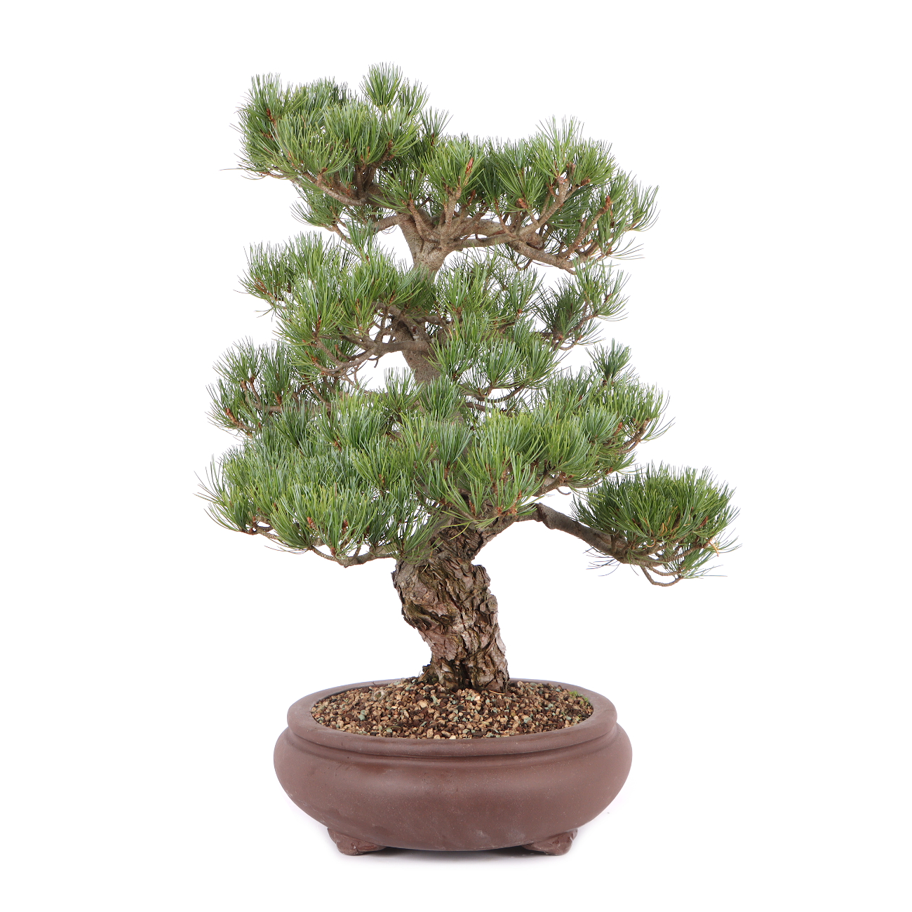 Pinus parviflora 'Glauca'