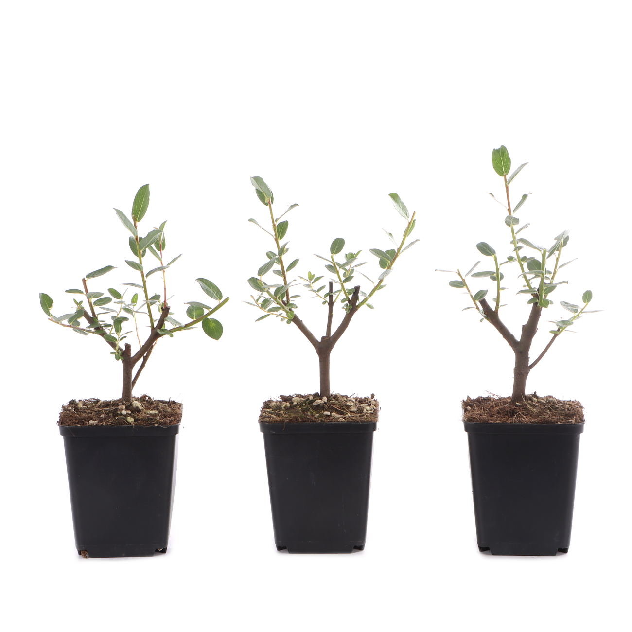 Salix repens var. nitida