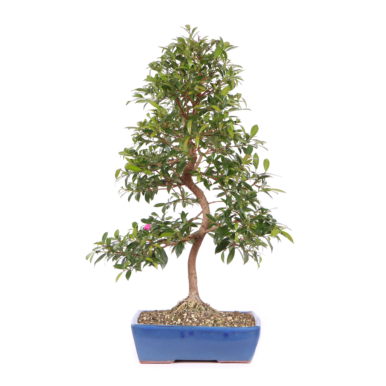 Syzygium Paniculatum 1195 K 25 3258 syzygium-paniculatum-1195-k-25-3258