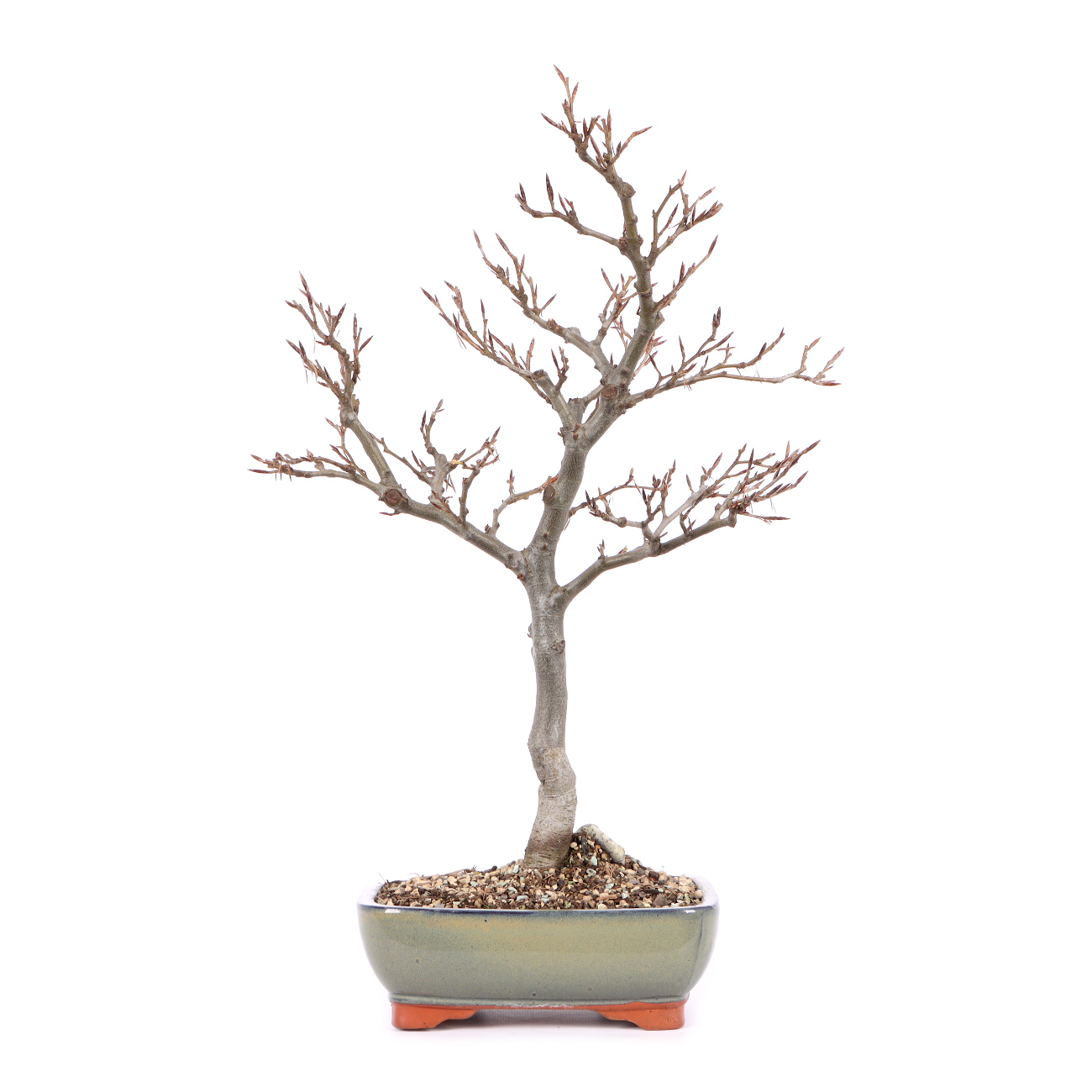 Fagus sylvatica 'Sandrode'