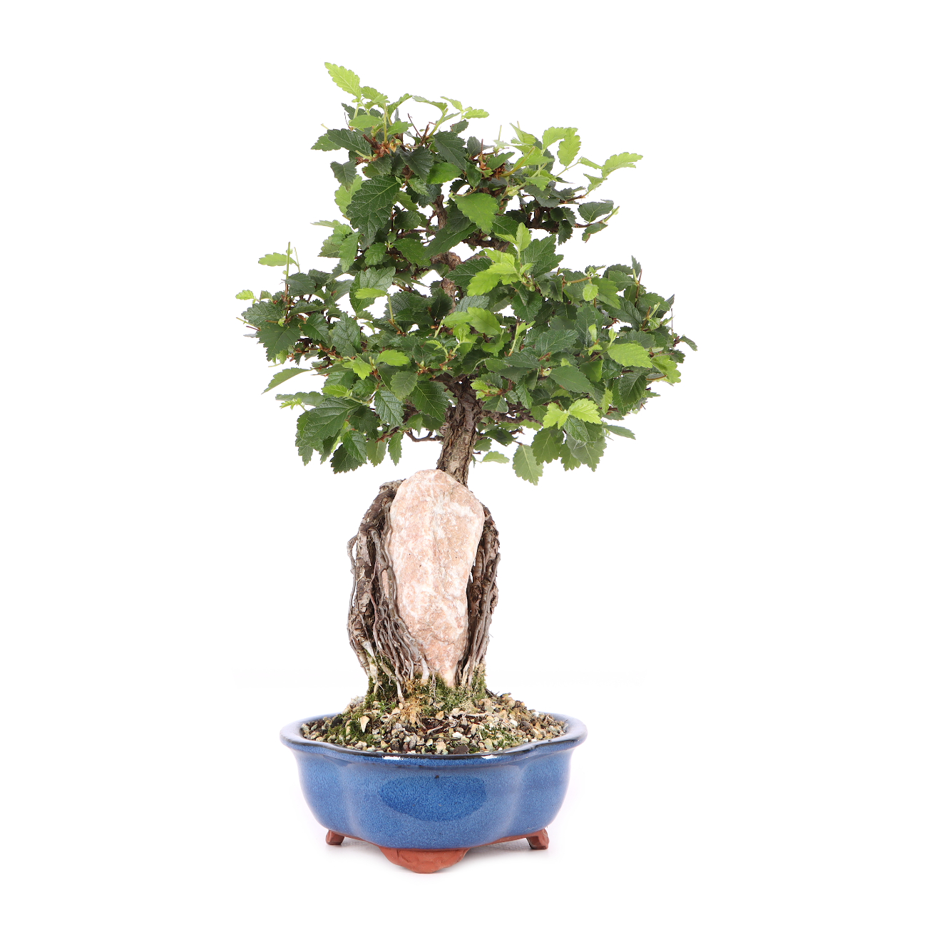 Ulmus minor var.