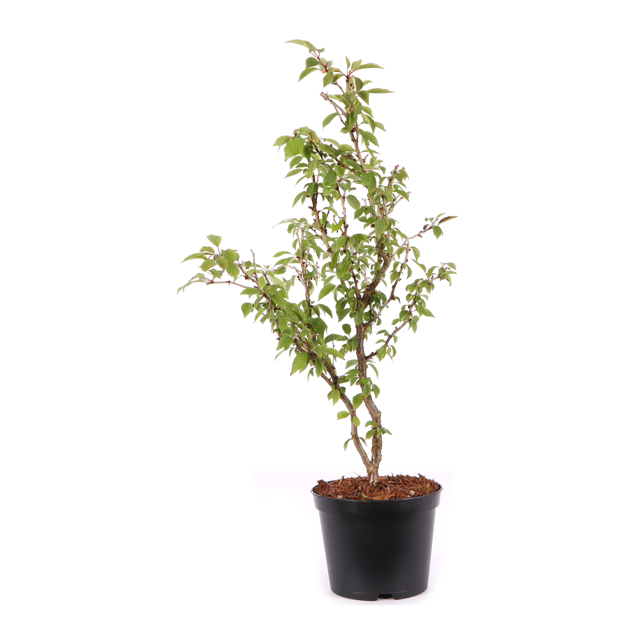 Prunus incisa 'Kojou-no-mai'