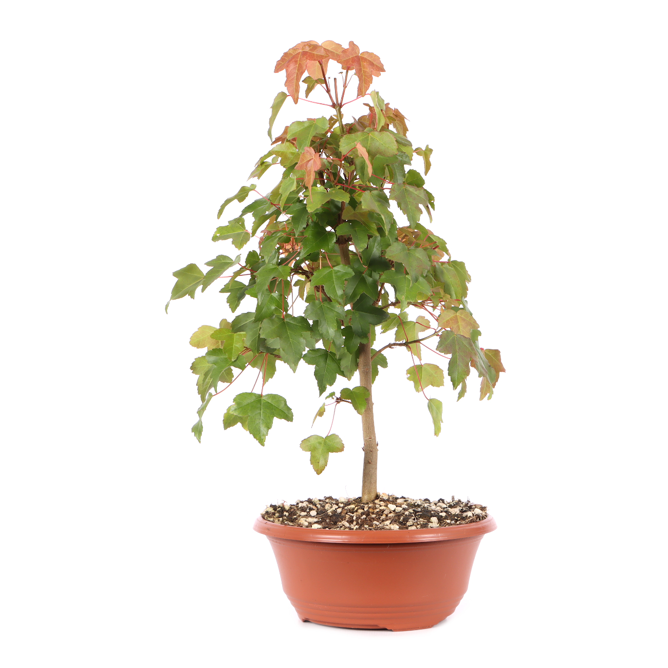 Acer buergerianum