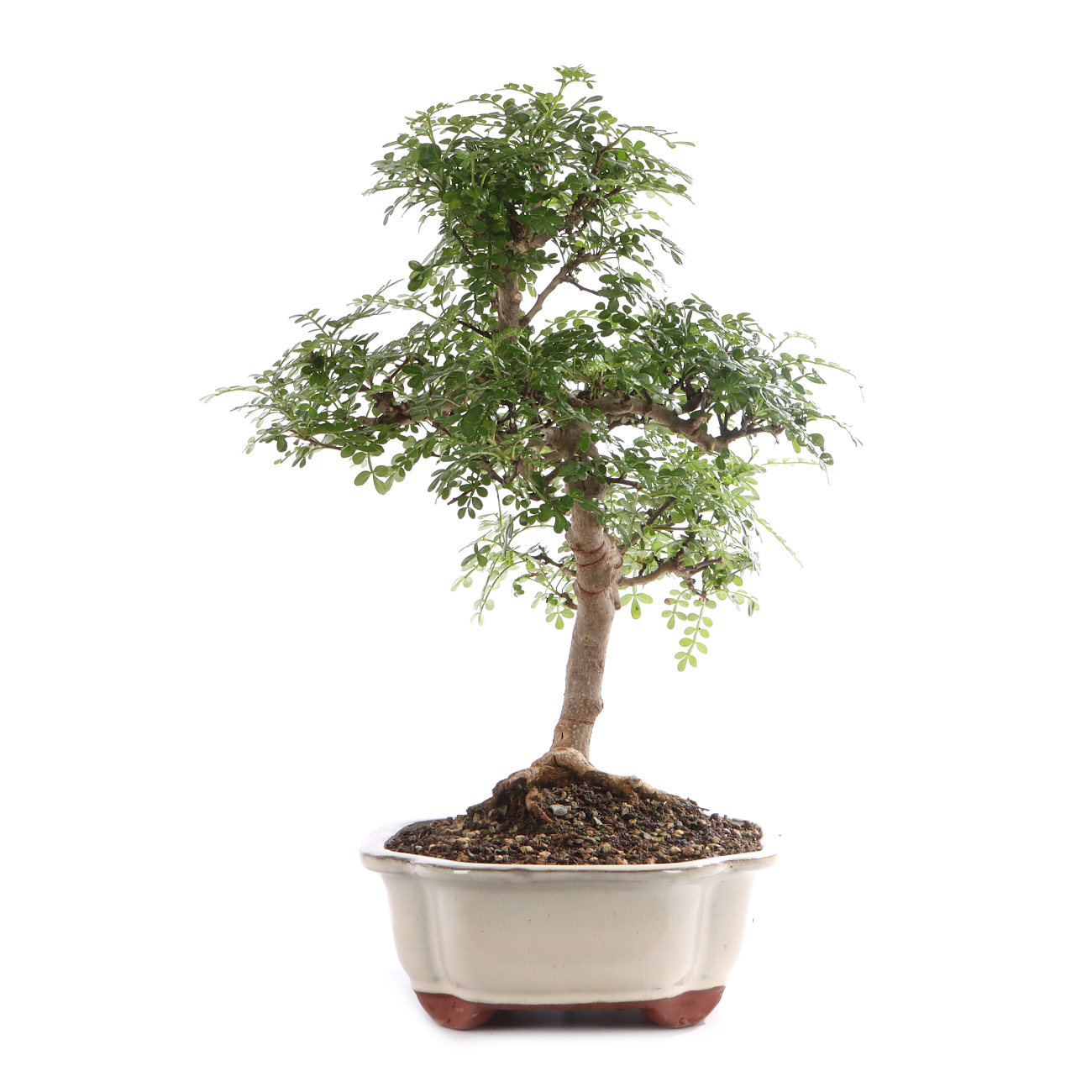 Zanthoxylum spec.