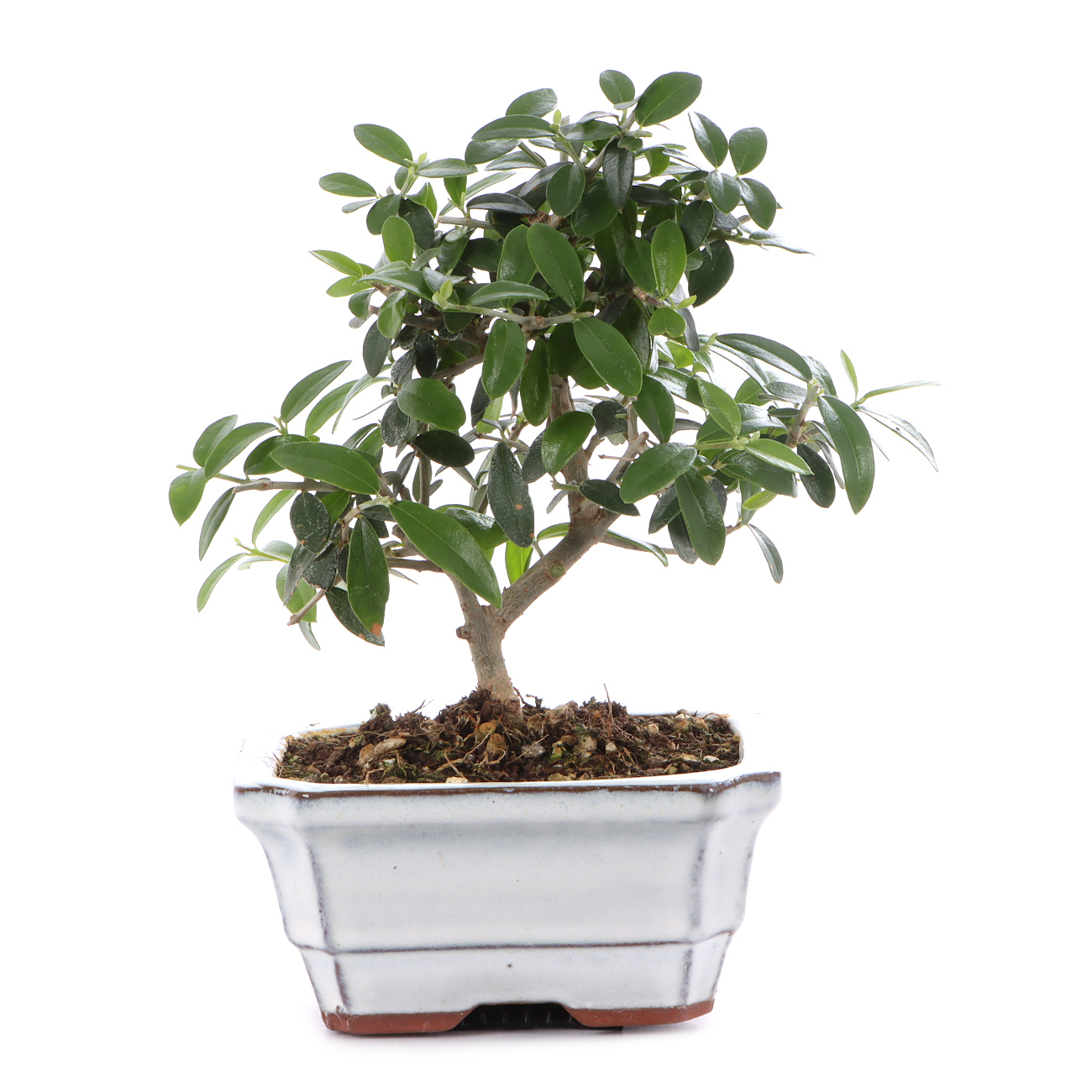 Olea europaea subsp. sylvestris