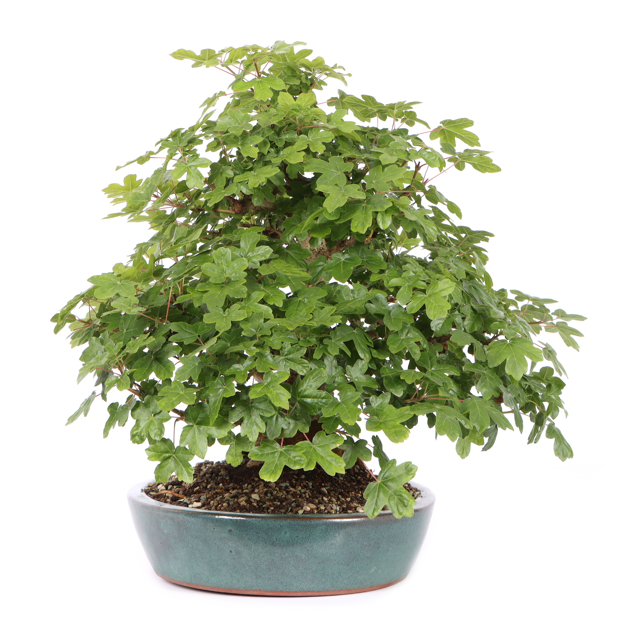 Seitenansicht rechts