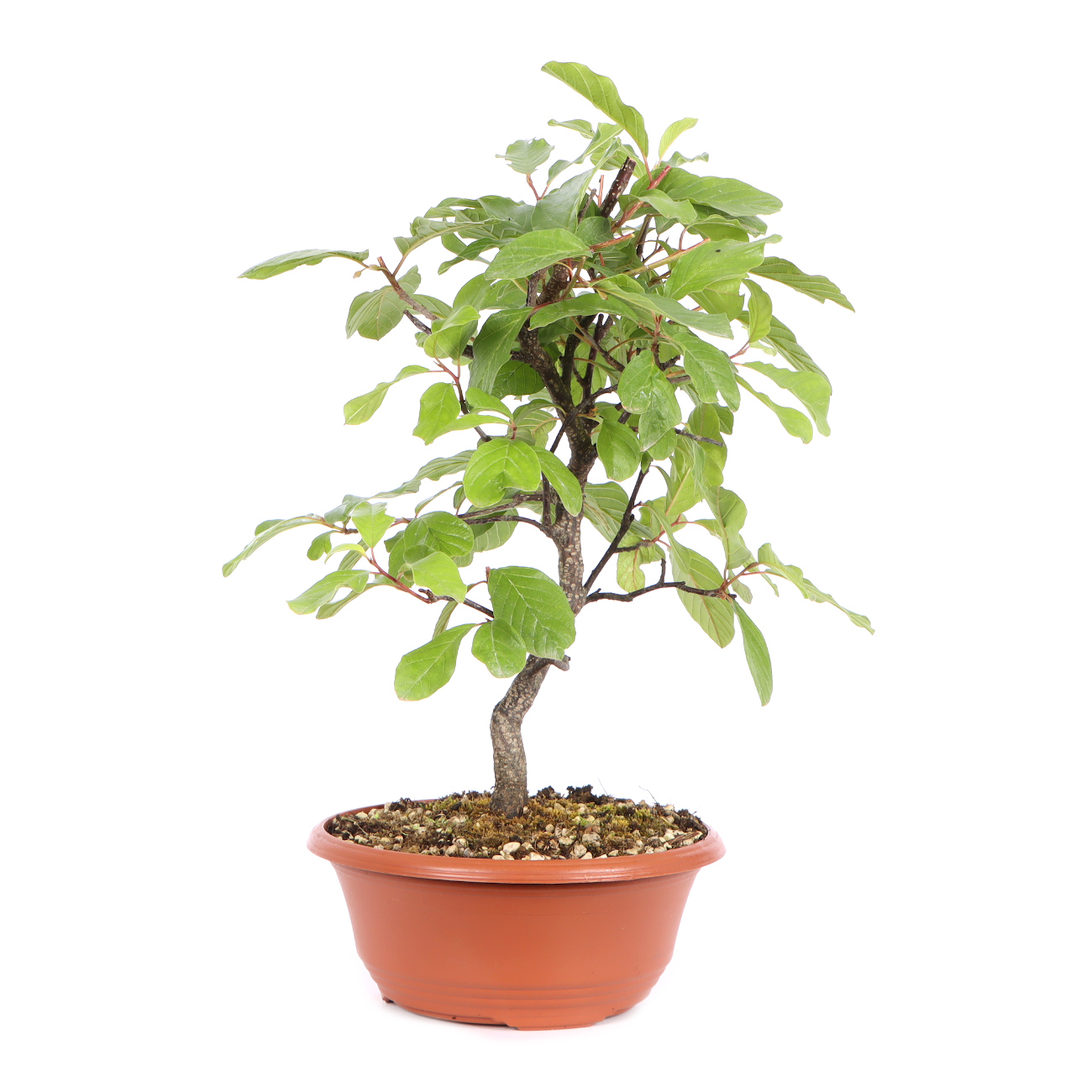 Seitenansicht rechts