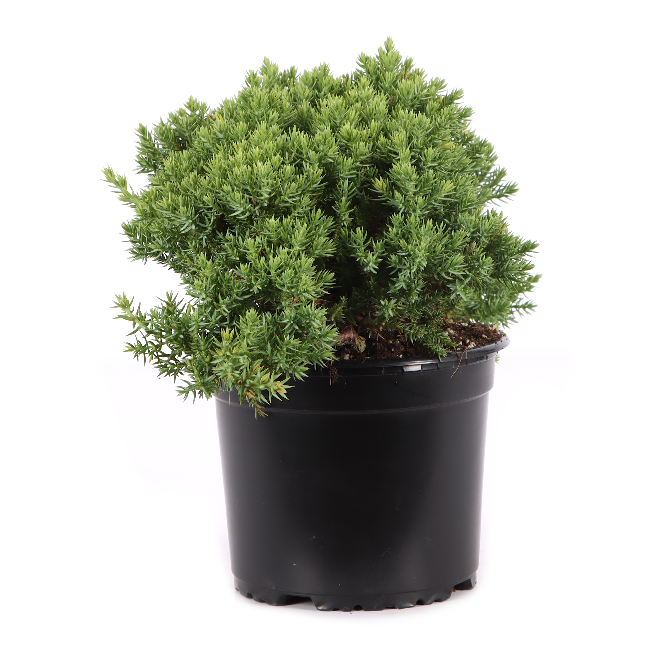 Juniperus procumbens 'Nana'