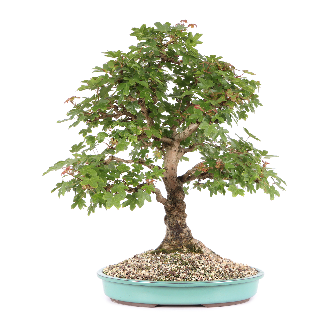 Acer campestre