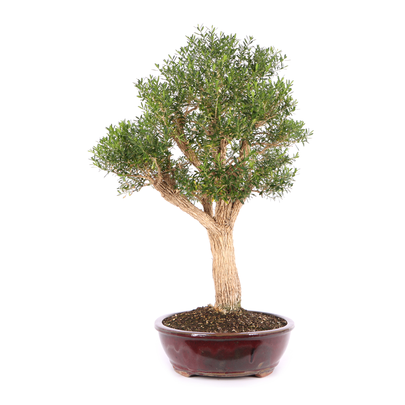 Buxus sinica var. sinica
