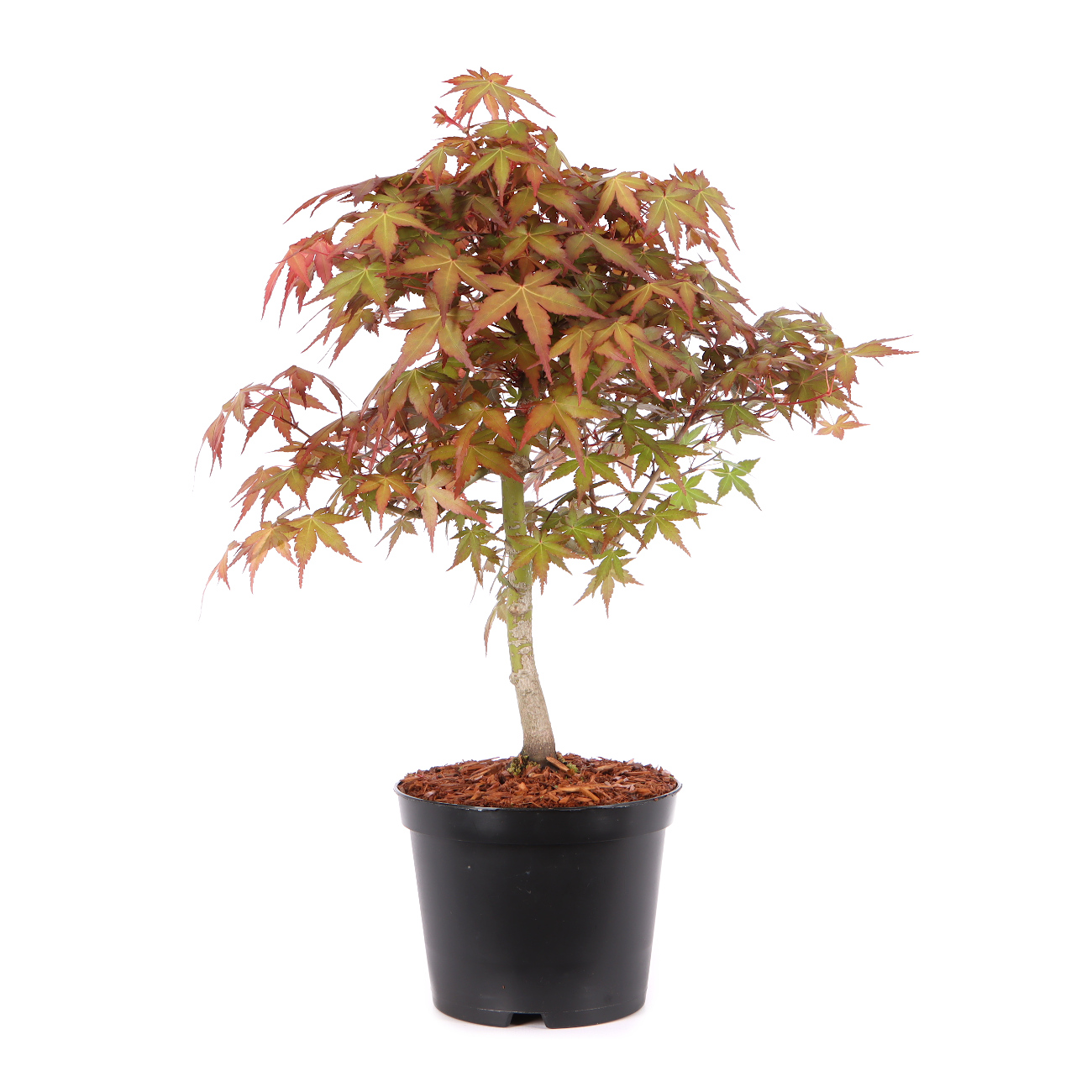Acer palmatum