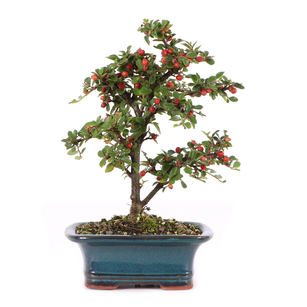 Cotoneaster praecox