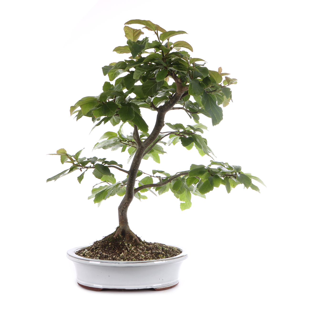 Parrotia persica 'Vanessa'
