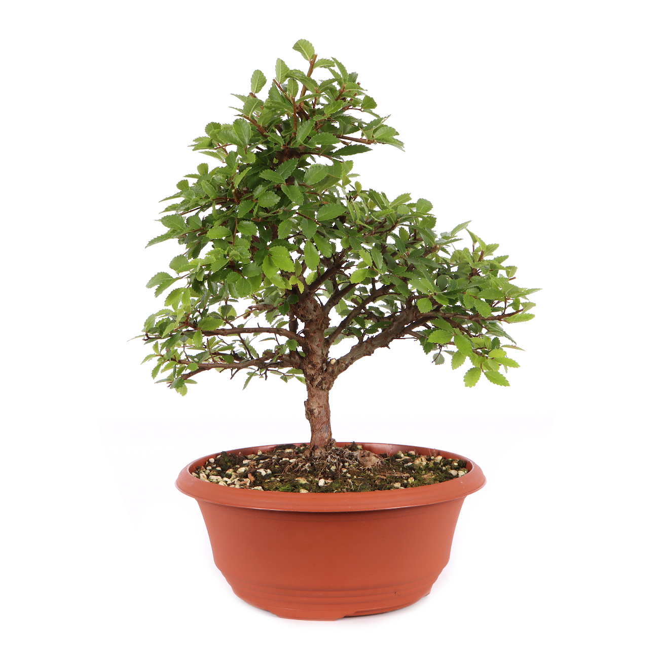 Ulmus japonica