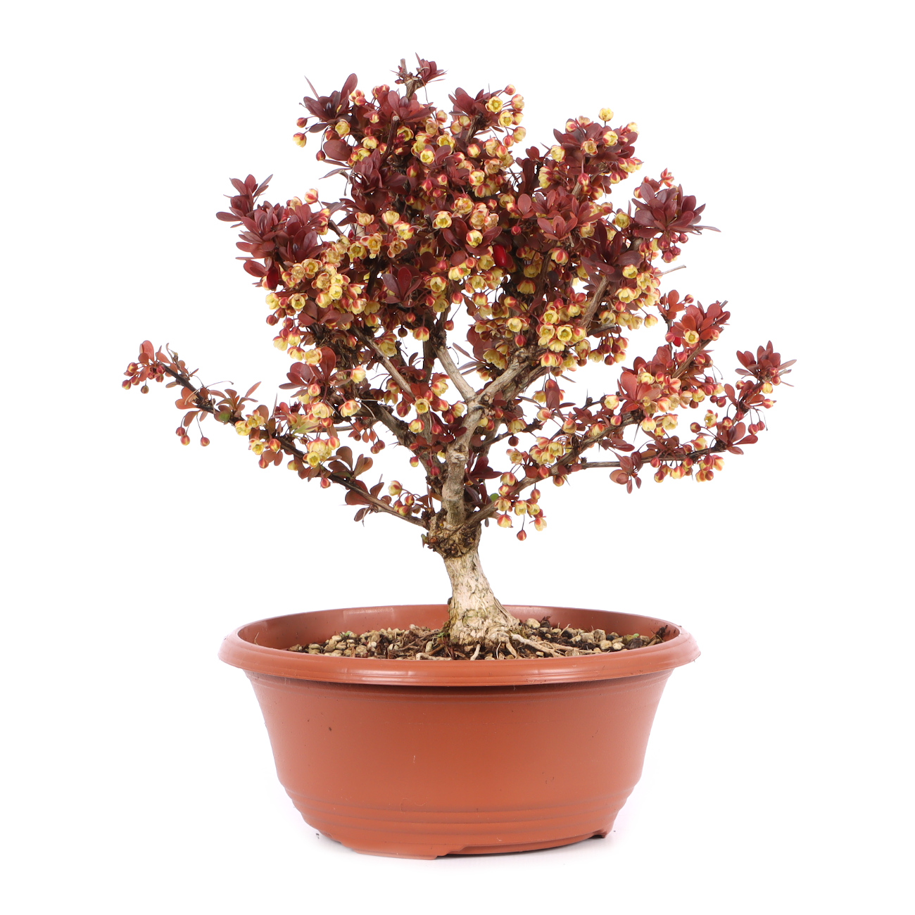 Berberis thunbergii 'Atropurpurea Nana'